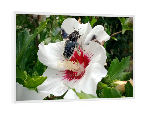 Poster mit weißem Rahmen "Wildbiene beim Honigsammeln" artboxONE - Natur,Floral,Tiere - Biene,Holzbiene,Insect,Insekt,Blüte,Hibiskus,Hibiscus