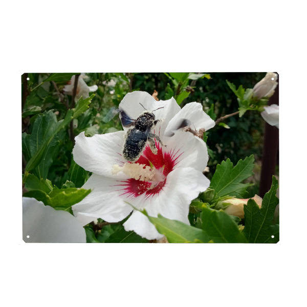 Metall Poster "Wildbiene beim Honigsammeln" artboxONE - Natur,Floral,Tiere - Biene,Holzbiene,Insect,Insekt,Blüte,Hibiskus,Hibiscus - Blechschild