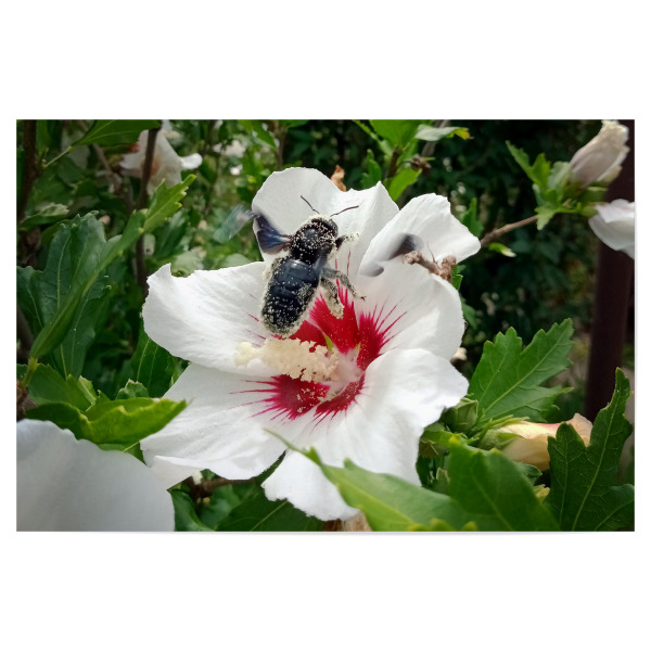 Poster "Wildbiene beim Honigsammeln" artboxONE - Natur,Floral,Tiere - Biene,Holzbiene,Insect,Insekt,Blüte,Hibiskus,Hibiscus