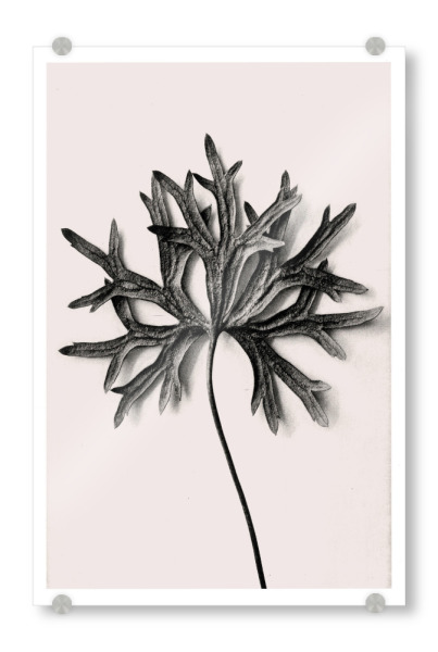 Acrylglasbild "Blossfeldt - Aconitum Anthora" artboxONE - Natur,Floral,Schwarzweiß