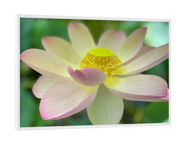 Poster mit weißem Rahmen "Nahaufnahme einer Teichrose" artboxONE - Natur,Floral,Liebe - Teichrose,Natur,Pflanze