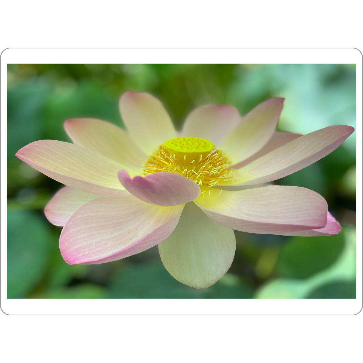 Tischset "Nahaufnahme einer Teichrose" artboxONE - Natur,Floral,Liebe - Teichrose,Natur,Pflanze - Bild teichrose
