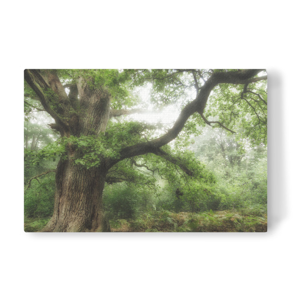 Leinwandbild "Alte Eiche" artboxONE - Natur,Reise,Floral