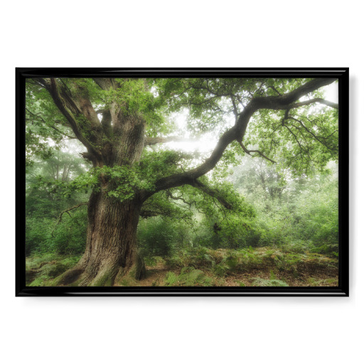 Alte Eiche Alte Eiche