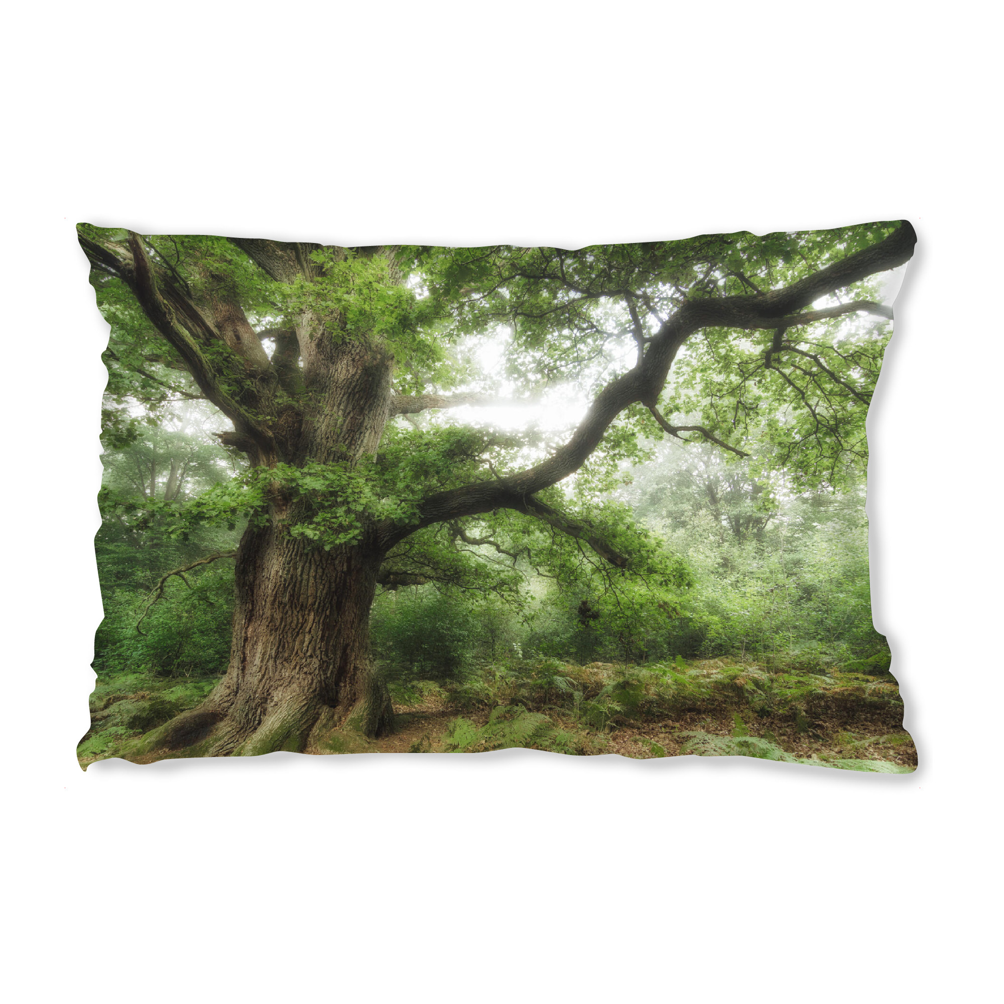 Design-Kissen "Alte Eiche" artboxONE - Natur,Reise,Floral