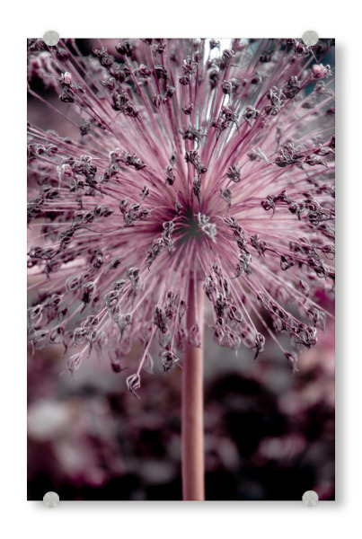 Acrylglasbild "Rosa Blütenstränge" artboxONE - Natur,Floral,Für Mama