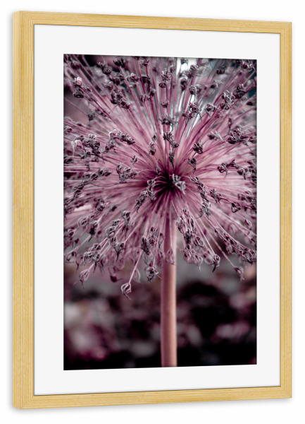 Poster mit Rahmen kiefer "Rosa Blütenstränge" artboxONE - Natur,Floral,Für Mama
