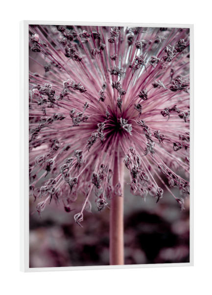 Poster mit weißem Rahmen "Rosa Blütenstränge" artboxONE - Natur,Floral,Für Mama