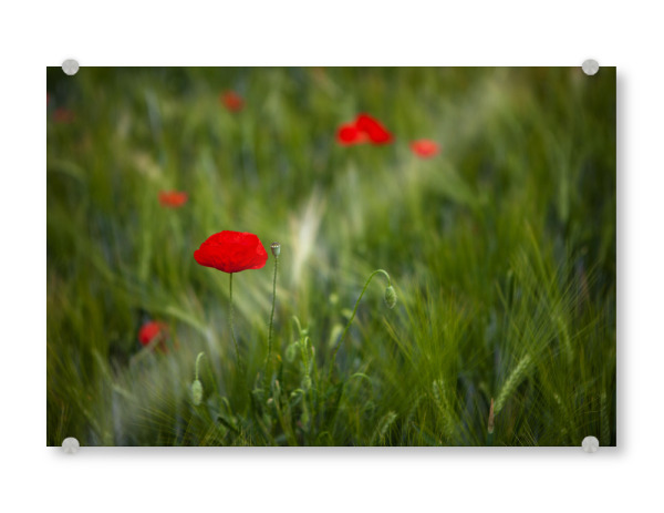 Acrylglasbild "Mohnblume im Kornfeld" artboxONE - Natur - Mohnblume,Kornfeld,Natur,Blumen,Pflanzen