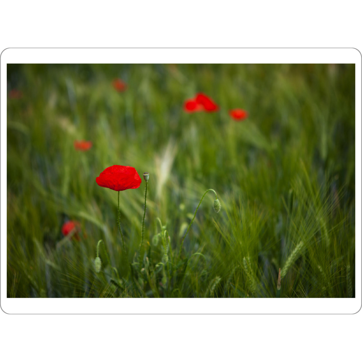 Tischset "Mohnblume im Kornfeld" artboxONE - Natur - Mohnblume,Kornfeld,Natur,Blumen,Pflanzen - Bild mohnblume