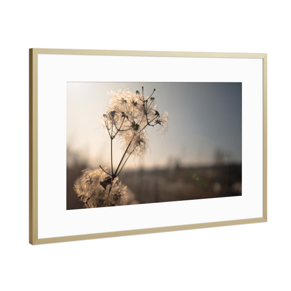 Poster mit Rahmen Gold "Verdorrte Blume" artboxONE - Natur,Floral - Verdorrt,Trocken,Blume,Blüte,Pflanze