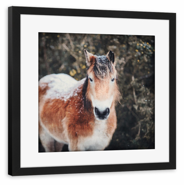 Poster mit Rahmen schwarz "Pferde G" artboxONE - Natur,Tiere - Pferde,Tiere,Jahreszeiten,Winter,Schnee,Natur,Bäume