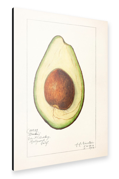 Alu-Dibond "Amanda Almira Newton - Avocado" 30x20 cm artboxONE