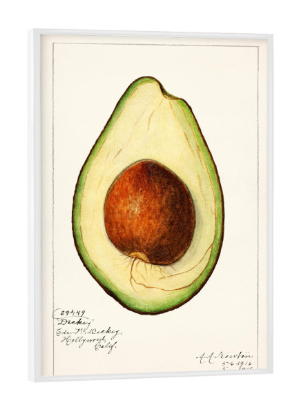 Poster mit weißem Rahmen "Amanda Almira Newton - Avocado" artboxONE - Typografie,Natur,Essen & Trinken / Obst & Gemüse