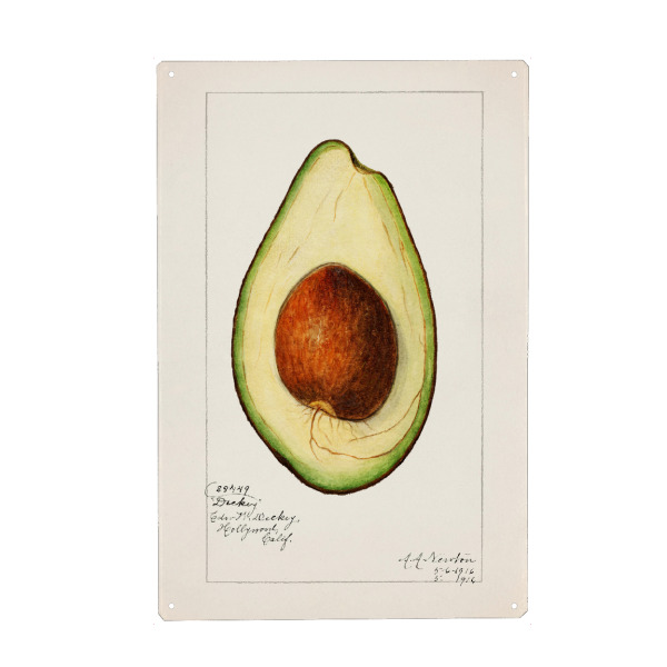Holzbild "Amanda Almira Newton - Avocado" artboxONE - Typografie,Natur,Essen & Trinken / Obst & Gemüse