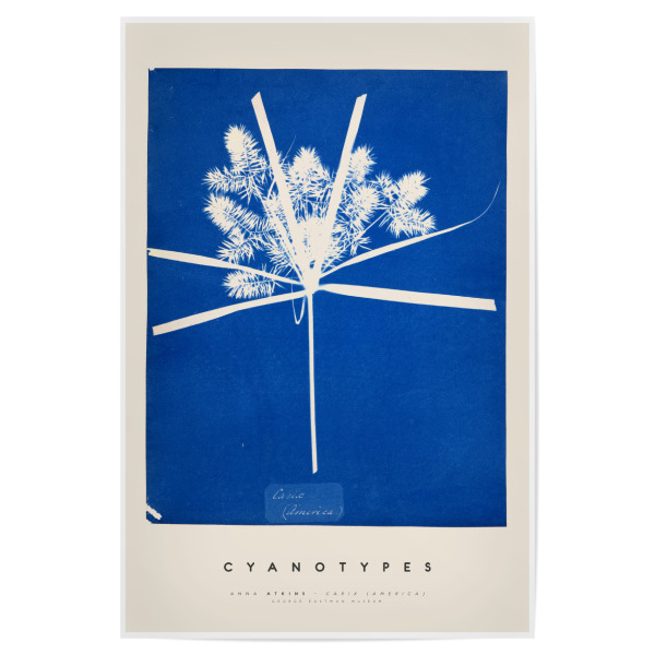 Poster 30x20 cm "Anna Atkins - Carix America" artboxONE - Typografie,Natur,Floral