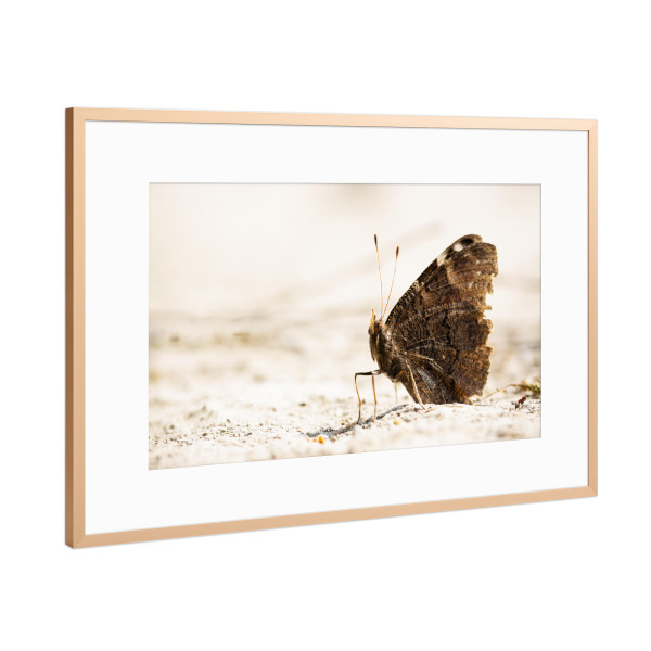 Poster mit Rahmen Kupfer "Tagpfauenauge" artboxONE - Natur,Tiere,Für Mama