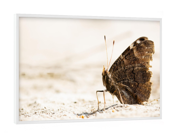 Poster mit weißem Rahmen "Tagpfauenauge" artboxONE - Natur,Tiere,Für Mama