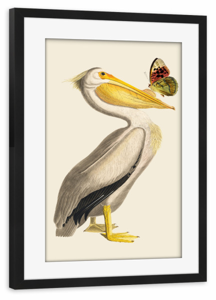 Poster mit Rahmen schwarz "Pelikan und Butterfly" artboxONE - Natur,Tiere - Animal portrait,Pelikane,Pelican,Animal,Bird,Butterfly