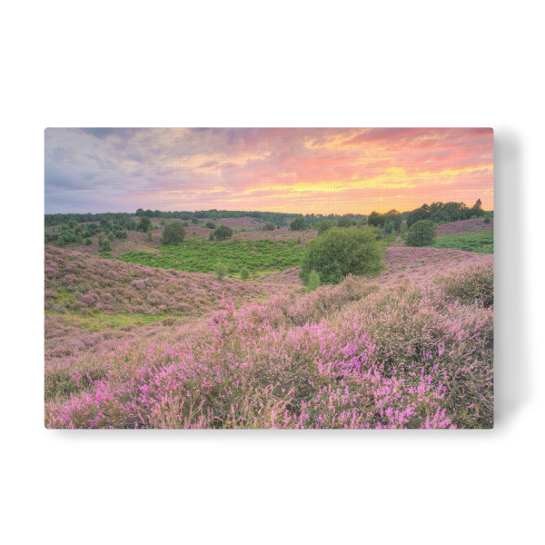 Leinwandbild "Heideblüte Veluwezoom NL" artboxONE - Natur,Reise,Reise / Länder