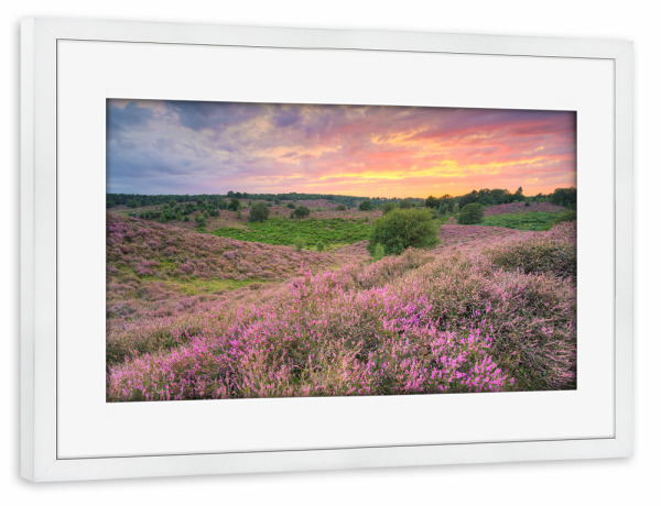 Poster mit Rahmen weiß "Heideblüte Veluwezoom NL" artboxONE - Natur,Reise,Reise / Länder
