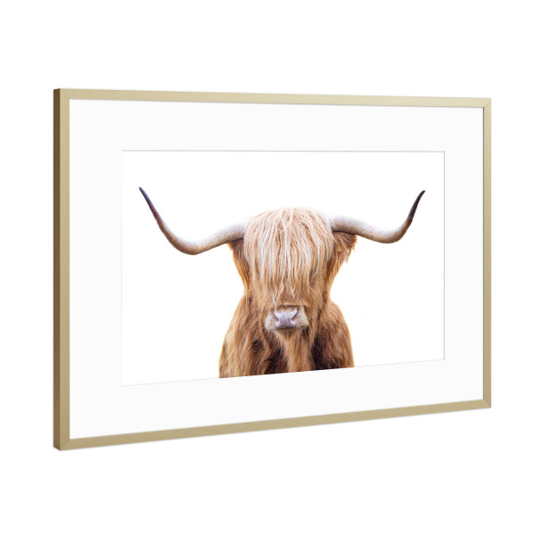 Poster mit Rahmen Gold "Junge Highlander-Kuh" artboxONE - Natur,Für Kinder,Tiere