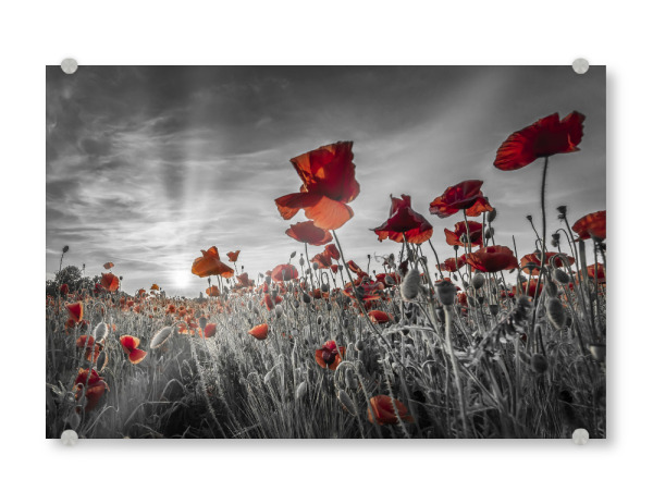 Acrylglasbild "Mohnblumenfeld - colorkey" artboxONE - Natur,Floral