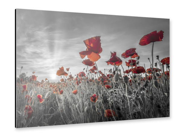 Alu-Dibond "Mohnblumenfeld - colorkey" 30x20 cm artboxONE