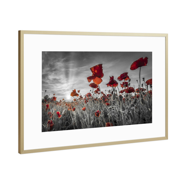 Poster mit Rahmen Gold "Mohnblumenfeld - colorkey" artboxONE - Natur,Floral
