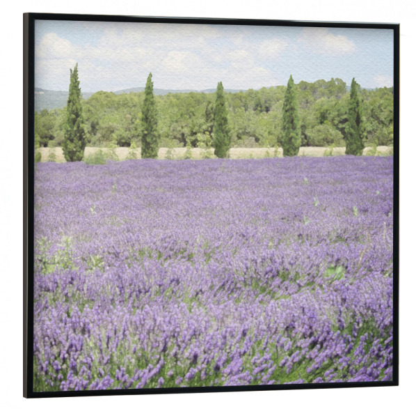 Poster mit schwarzem Rahmen 30x30 cm "Lavendelfeld F" artboxONE - Natur,Floral - Blumen,Botanisch,Felder,Landschaft,Bäume,Natur,Blumen