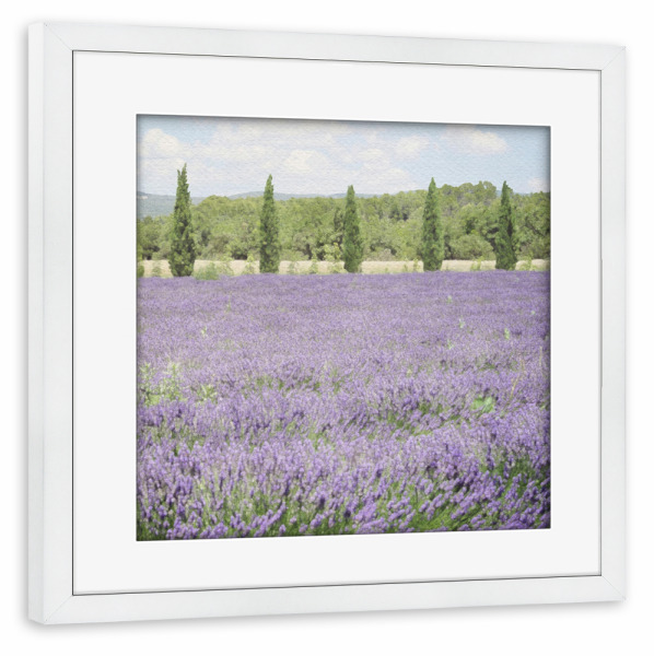 Poster mit Rahmen weiß "Lavendelfeld F" artboxONE - Natur,Floral - Blumen,Botanisch,Felder,Landschaft,Bäume,Natur,Blumen