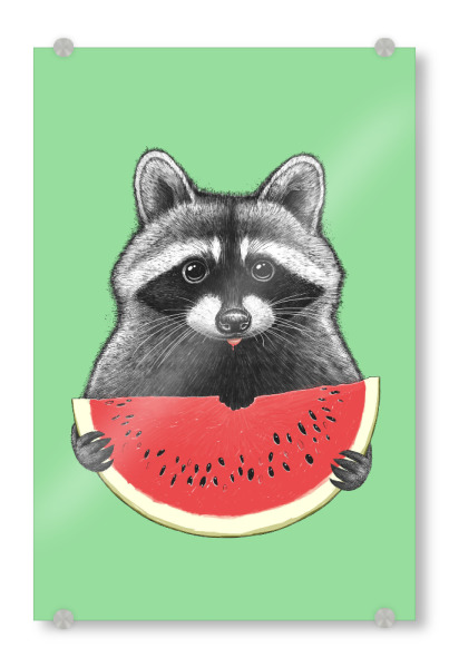 Acrylglasbild "Waschbär frisst Wassermelone" artboxONE - Tiere,Essen & Trinken,Lustig