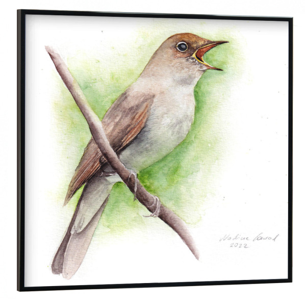 Poster mit schwarzem Rahmen 30x30 cm "Nachtigall" artboxONE - Tiere - Nachtigall,Singvogel,Vogel,Aquarell