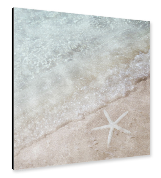 Alu-Dibond "Seestern" 30x30 cm artboxONE