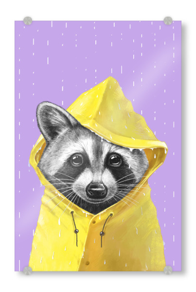 Acrylglasbild "Regenwaschbär" artboxONE - Tiere
