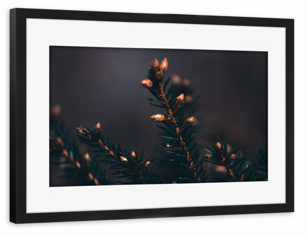 Poster mit Rahmen schwarz "Tannenspitze" artboxONE - Natur