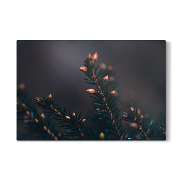 Galerie-Print "Tannenspitze" 30x20 cm artboxONE