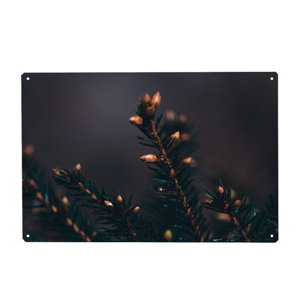 Metall Poster "Tannenspitze" artboxONE - Natur