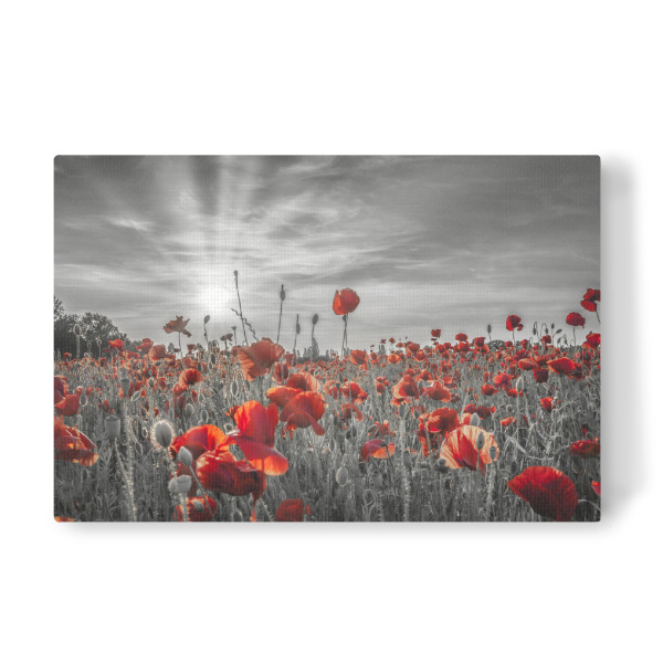 Leinwandbild "Mohnblumenidylle - colorkey" artboxONE - Natur,Floral