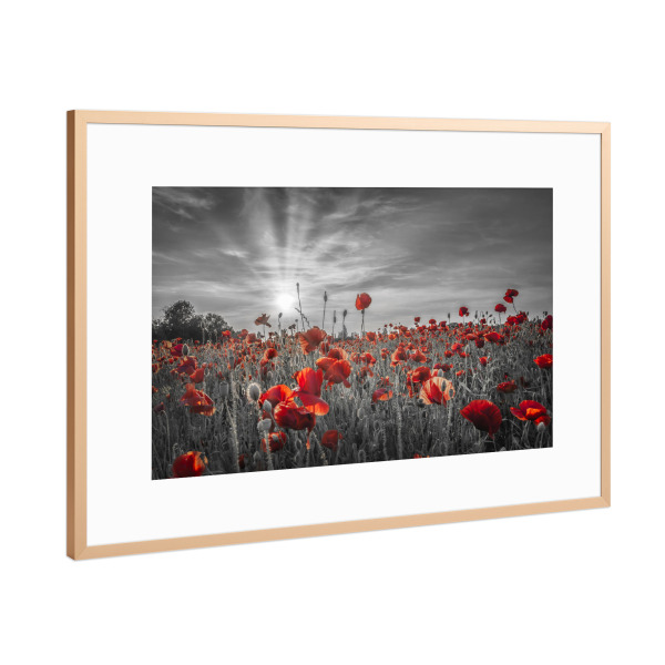 Poster mit Rahmen Kupfer "Mohnblumenidylle - colorkey" artboxONE - Natur,Floral