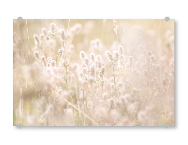 Acrylglasbild "Gräser auf Wiese" artboxONE - Natur,Floral - Wiese,Gräser,Halme,Blüten,Blätter,Frühling,Sommer,Natur