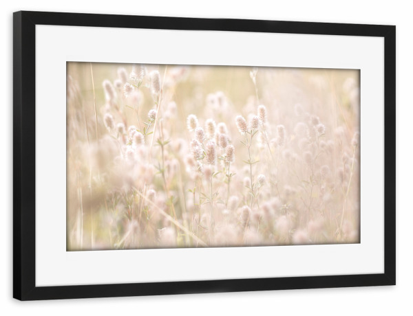 Poster mit Rahmen schwarz "Gräser auf Wiese" artboxONE - Natur,Floral - Wiese,Gräser,Halme,Blüten,Blätter,Frühling,Sommer,Natur