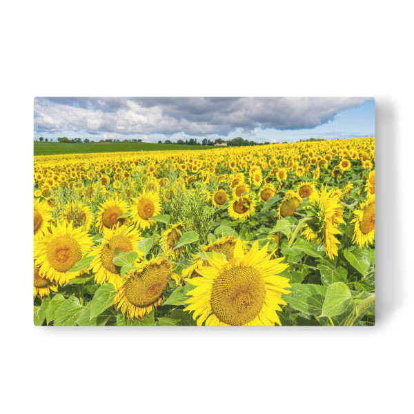 Leinwandbild "Wolken, Feld, Sonnenblumen" artboxONE - Natur,Floral