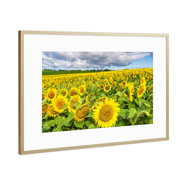 Poster mit Rahmen Gold "Wolken, Feld, Sonnenblumen" artboxONE - Natur,Floral