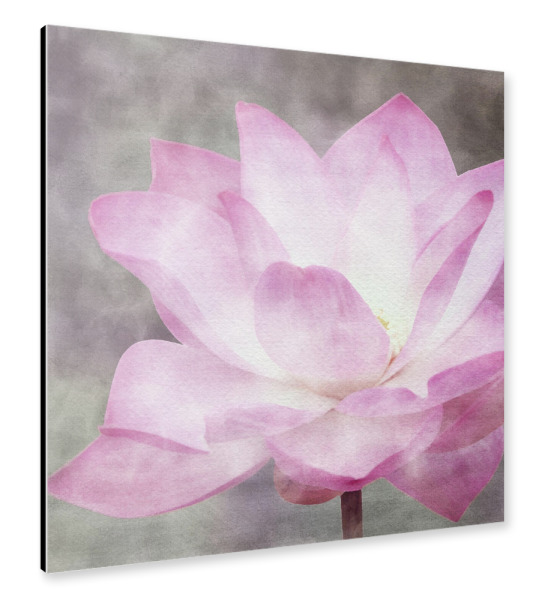Alu-Dibond "Rosa Lotusblume" 30x30 cm artboxONE