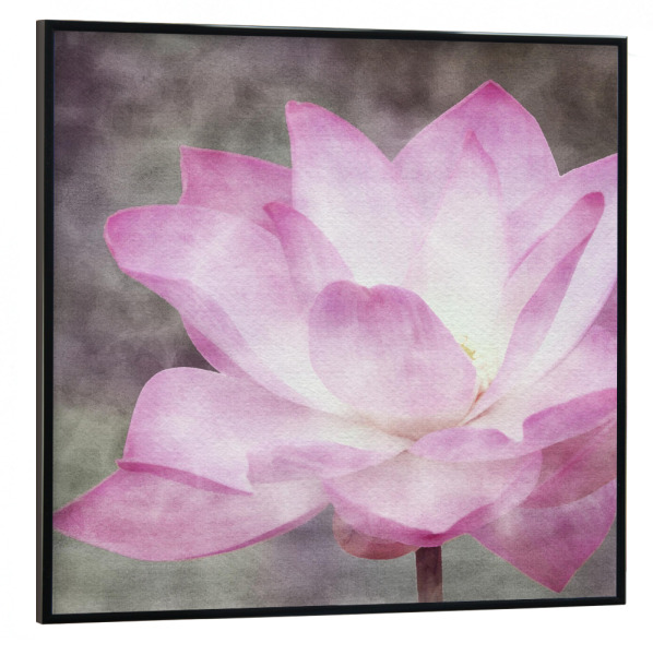 Poster mit schwarzem Rahmen 30x30 cm "Rosa Lotusblume" artboxONE - Natur,Floral - Zen,Lotus,Blumen,Blumen