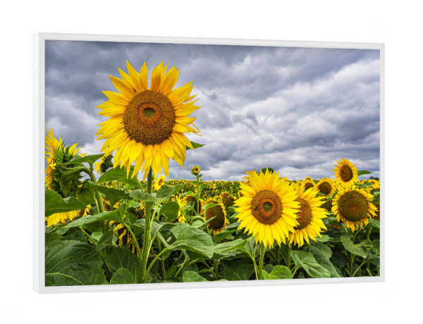 Poster mit weißem Rahmen "Wolken und Sonnenblumen" artboxONE - Natur,Floral