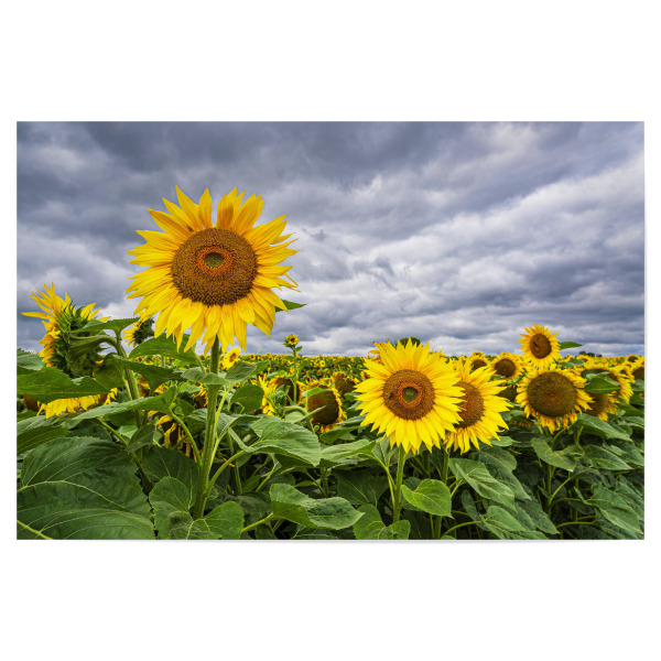 Poster 30x20 cm "Wolken und Sonnenblumen" artboxONE - Natur,Floral