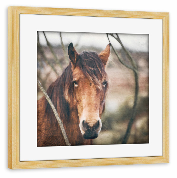 Poster mit Rahmen kiefer "Pferde I" artboxONE - Natur,Tiere - Pferde,Tiere,Natur,Bäume,Felder