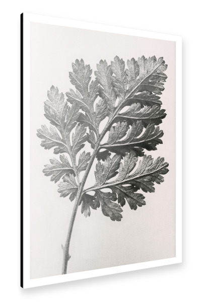 Alu-Dibond "Blossfeldt - Chrysanthemum" 30x20 cm artboxONE